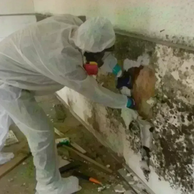 Mold Remediation and Removal in Morgan County, IL